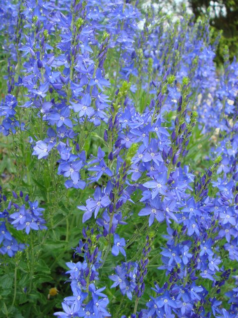 Veronica teucrium fleur